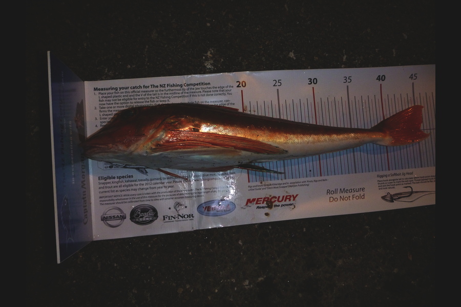 Sue Tindale caught this 45.5cm Gurnard at kaipara during The Export NZ Fishing Competition