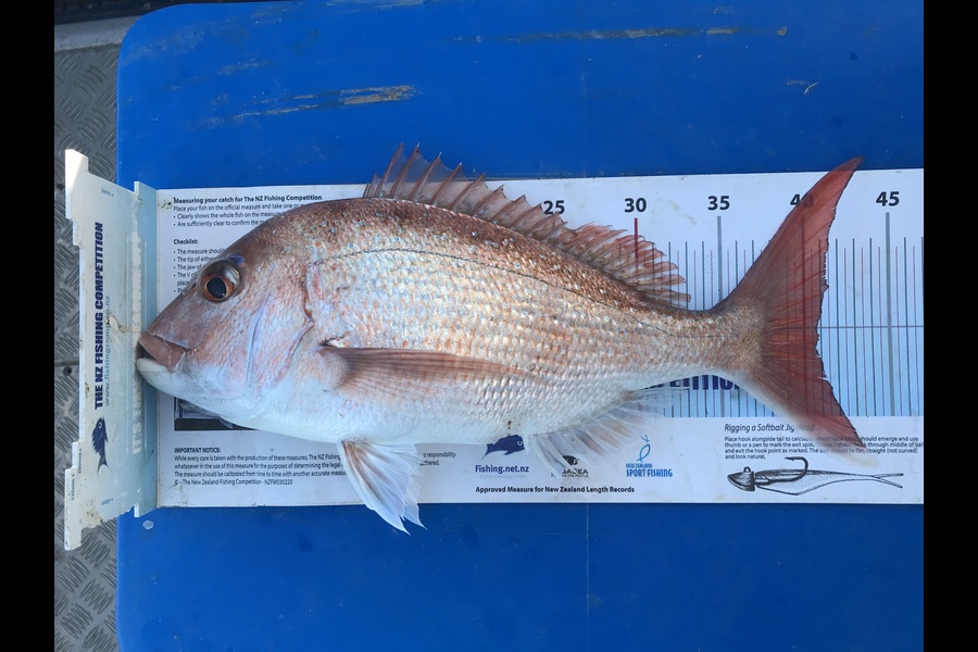 Kraig Steiner caught this 40.5cm Snapper at Northland during The Export NZ Fishing Competition
