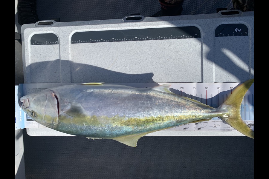 Greg George caught this 93.5cm Kingfish at Taranaki during The Export NZ Fishing Competition