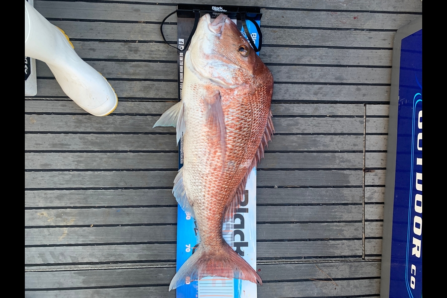 Tony Gibson caught this 79.0cm Snapper at Nelson/Marlborough during The Export NZ Fishing Competition
