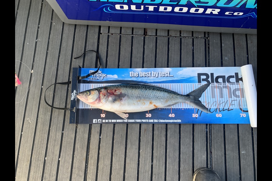 Tony Gibson caught this 52.0cm Kahawai at Nelson/Marlborough during The Export NZ Fishing Competition