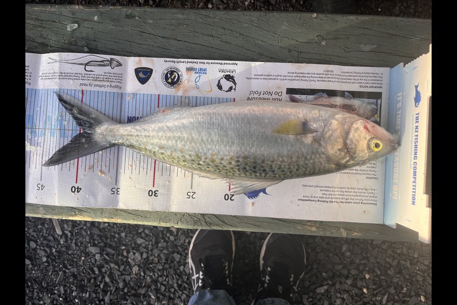 Neil Millar caught this 39.0cm Kahawai at Coromandel during The Export NZ Fishing Competition