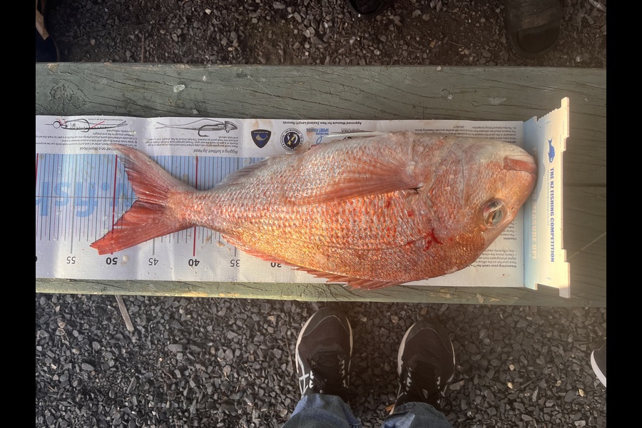 Neil Millar caught this 47.0cm Snapper at Coromandel during The Export NZ Fishing Competition