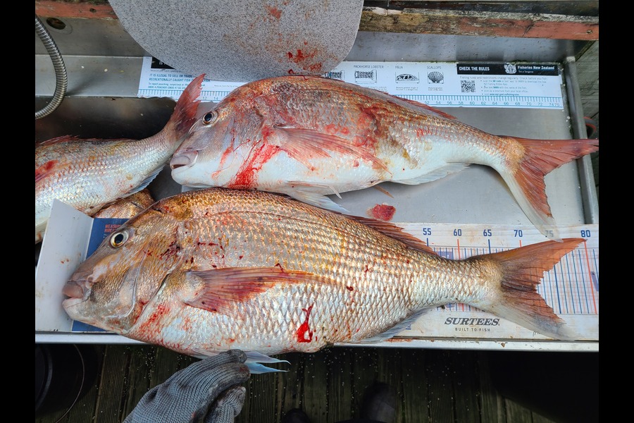 Jordan Boyd caught this 71.5cm Snapper at Wellington during The Export NZ Fishing Competition