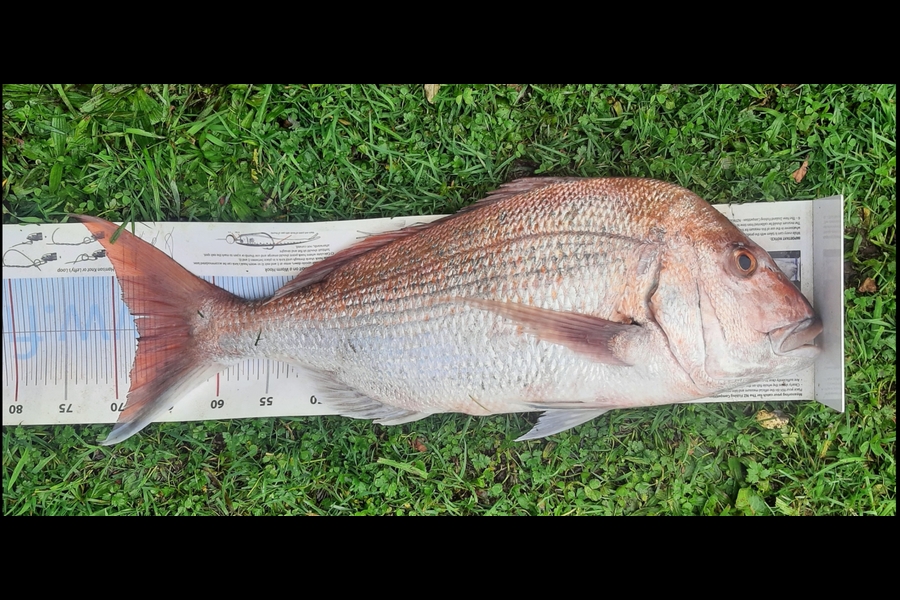 Daniel Simons caught this 67.5cm Snapper at Taranaki during The Export NZ Fishing Competition