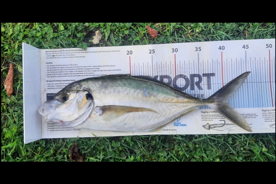 Daniel Simons caught this 40cm Trevally at Taranaki during The Export NZ Fishing Competition
