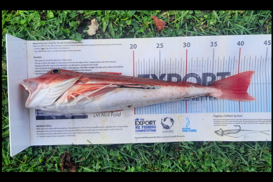Daniel Simons caught this 41.5cm Gurnard at Taranaki during The Export NZ Fishing Competition