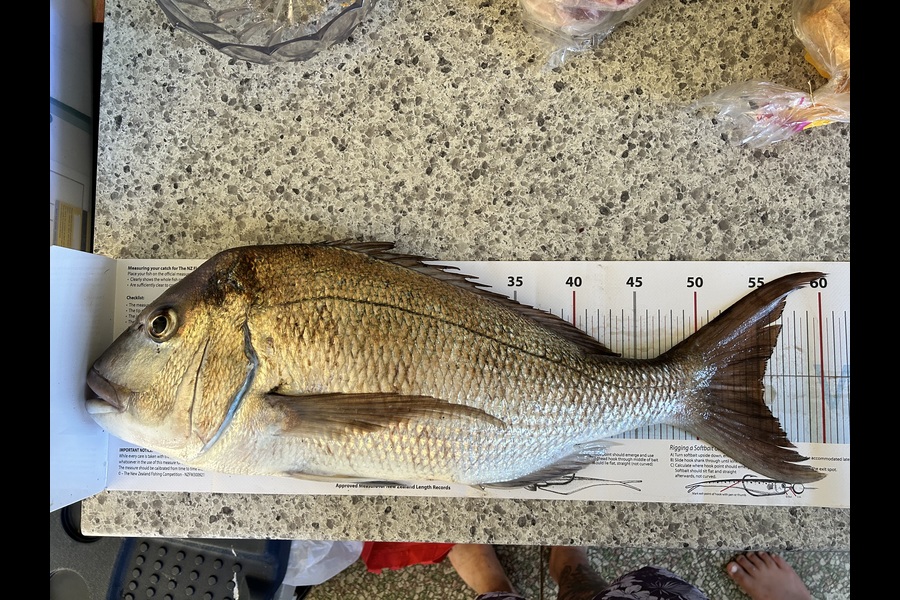 Joshua Riri caught this 55.0cm Snapper at Bay of Plenty during The Export NZ Fishing Competition