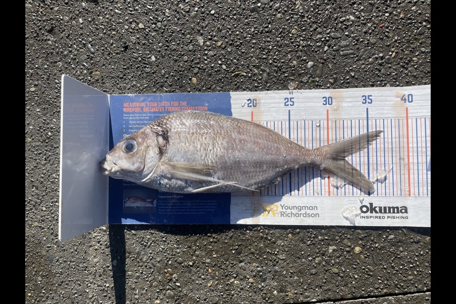 Phil Steel caught this 32.0cm Tarakihi at Nelson/Marlborough during The Export NZ Fishing Competition