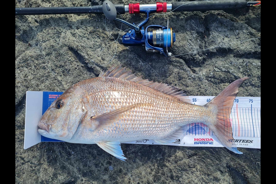 Paul White caught this 67.0cm Snapper at East Cape during The Export NZ Fishing Competition