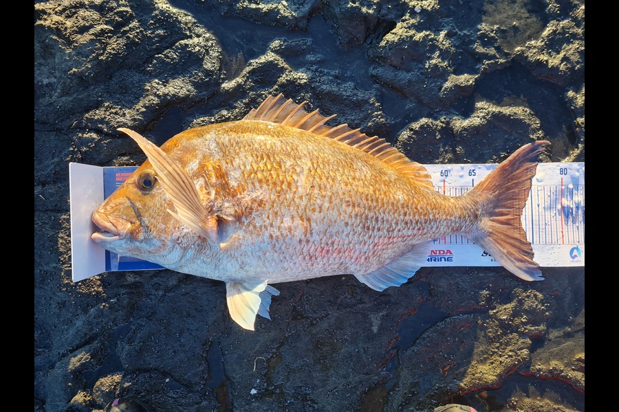 Carlana White caught this 73.0cm Snapper at East Cape during The Export NZ Fishing Competition