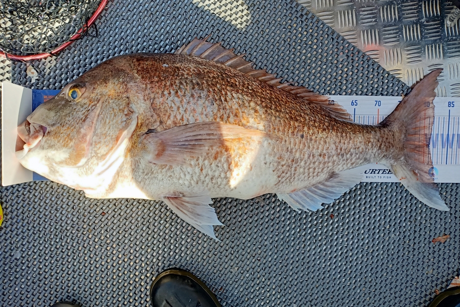 Nicole  Frood caught this 81.0cm Snapper at Northland during The Export NZ Fishing Competition