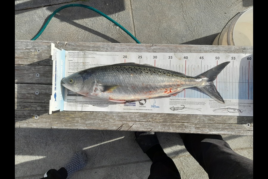 Brandon Ashton caught this 48.5cm Kahawai at Nelson/Marlborough during The Export NZ Fishing Competition