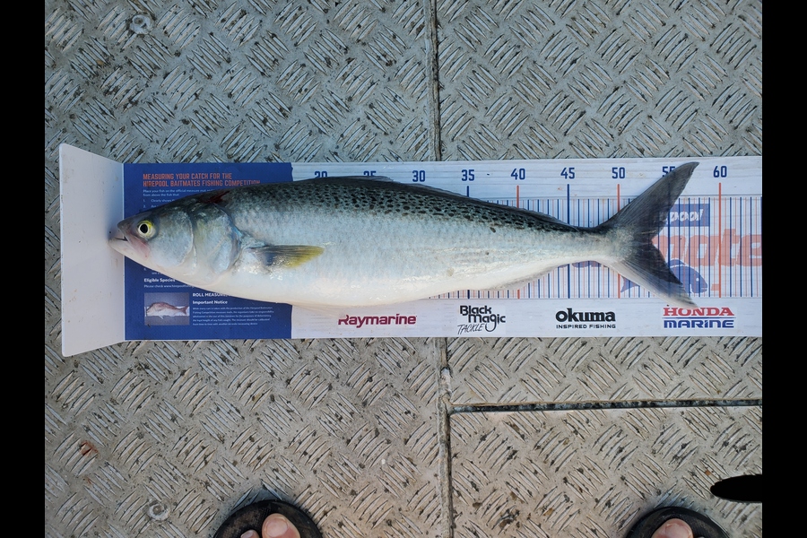 Darren Jones caught this 53.0cm Kahawai at Bay of Plenty during The Export NZ Fishing Competition