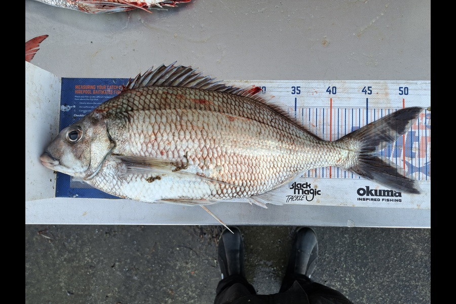 Harry Kovacs caught this 46.0cm Tarakihi at Wellington during The Export NZ Fishing Competition