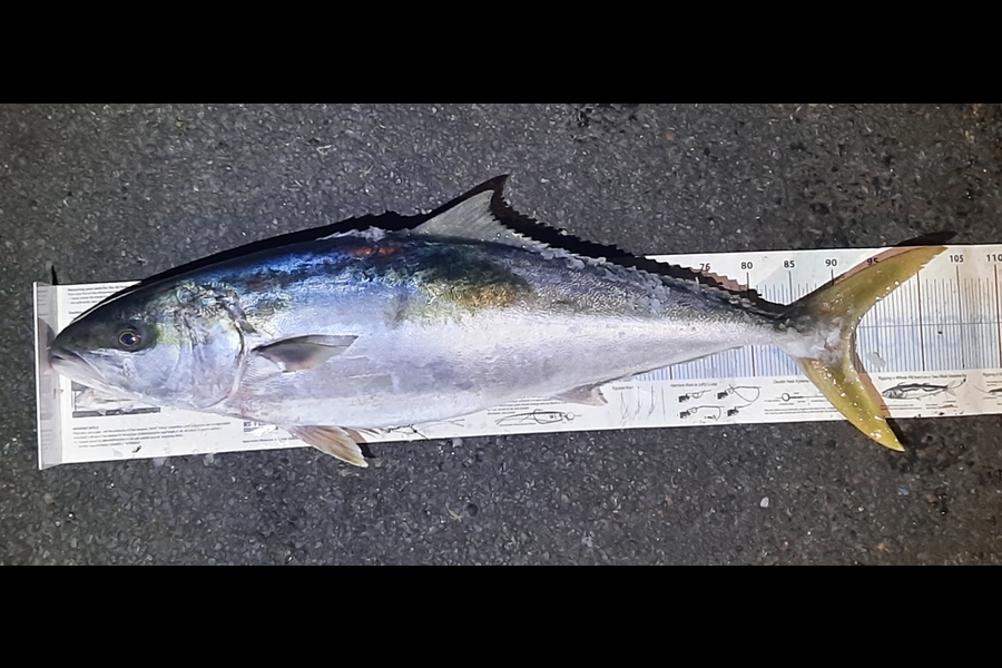 Daniel Simons caught this 91.5cm Kingfish at Bay of Plenty during The Export NZ Fishing Competition