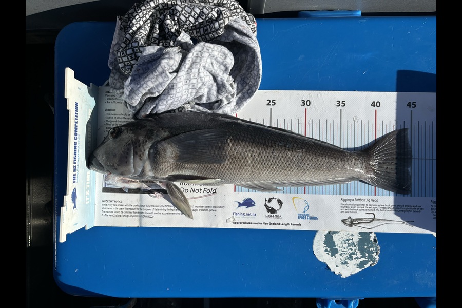Dale Woods caught this 45.0cm Blue Cod at Nelson/Marlborough during The Export NZ Fishing Competition