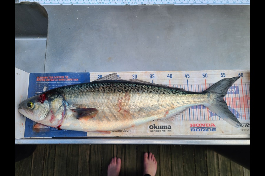Jordan Boyd caught this 54.5cm Kahawai at Wellington during The Export NZ Fishing Competition