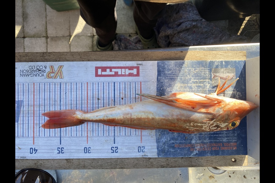 Mark Ray caught this 37.0cm Gurnard at Bay of Plenty during The Export NZ Fishing Competition