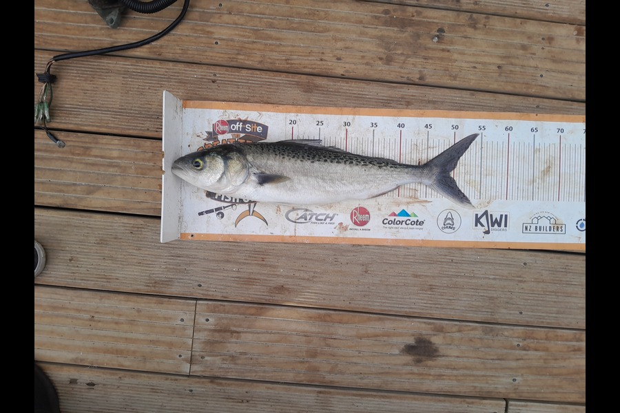 Sam Griggs caught this 49cm Kahawai at Taranaki during The Export NZ Fishing Competition