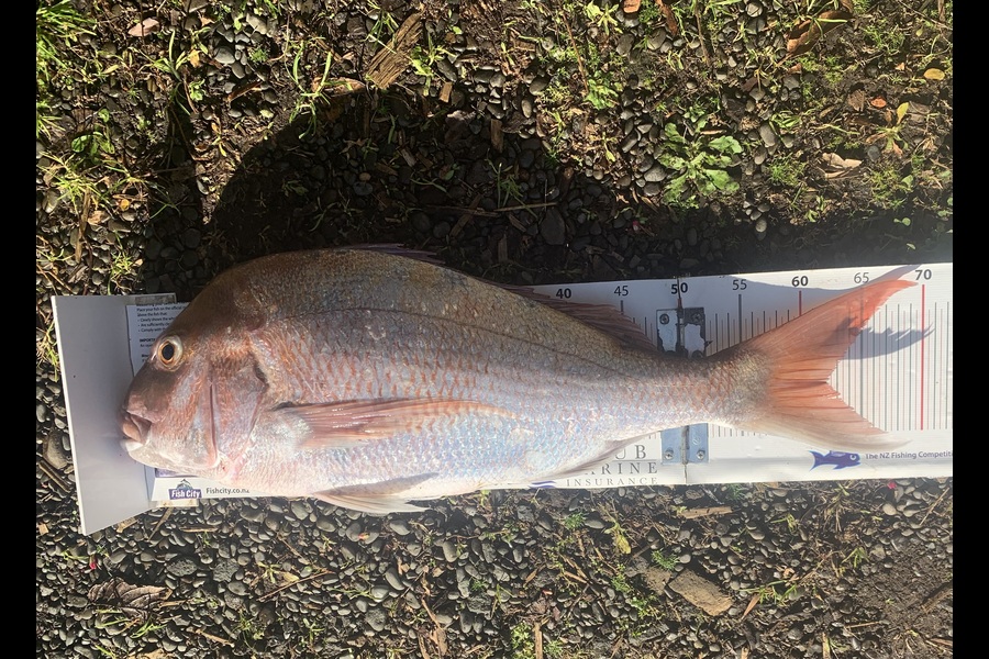 Laudic Charly caught this 62.0cm Snapper at Taranaki during The Export NZ Fishing Competition
