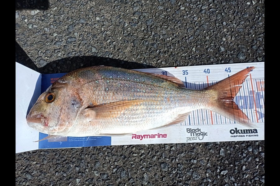 Nicole  Frood caught this 45.0cm Snapper at Northland during The Export NZ Fishing Competition