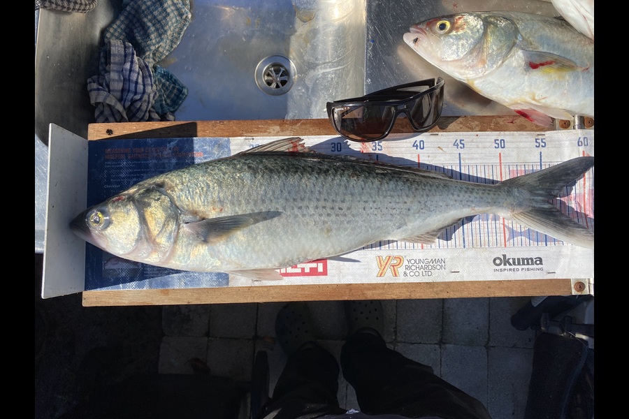 Mark Ray caught this 55.0cm Kahawai at Bay of Plenty during The Export NZ Fishing Competition