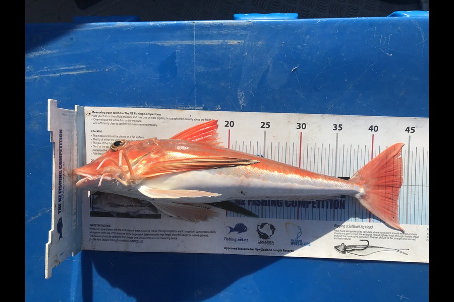 Kraig Steiner caught this 43.5cm Gurnard at Northland during The Export NZ Fishing Competition