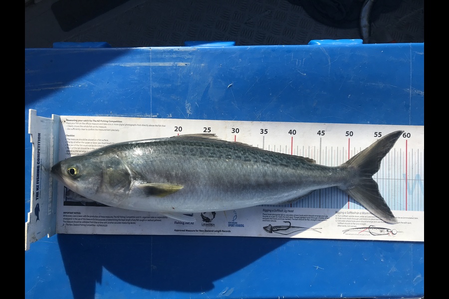 Kraig Steiner caught this 54.0cm Kahawai at Northland during The Export NZ Fishing Competition