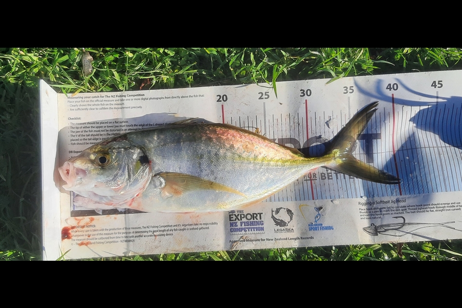Daniel Simons caught this 35.0cm Trevally at Taranaki during The Export NZ Fishing Competition