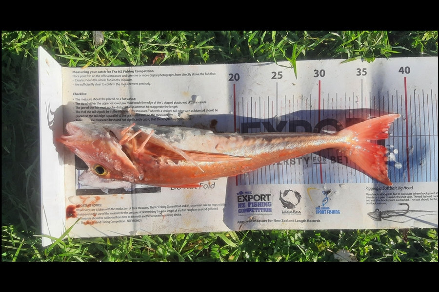 Daniel Simons caught this 37.5cm Gurnard at Taranaki during The Export NZ Fishing Competition