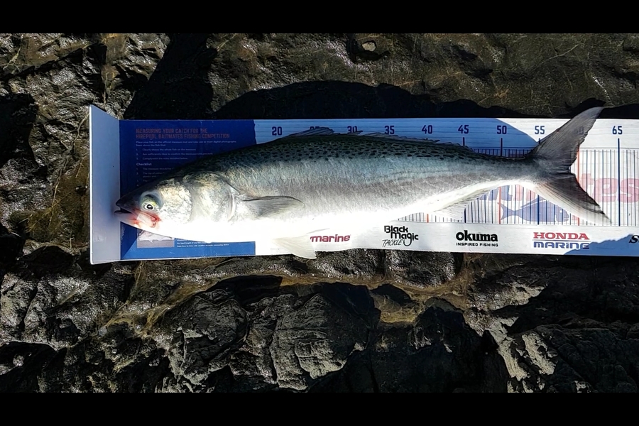 Paul White caught this 58.5cm Kahawai at East Cape during The Export NZ Fishing Competition