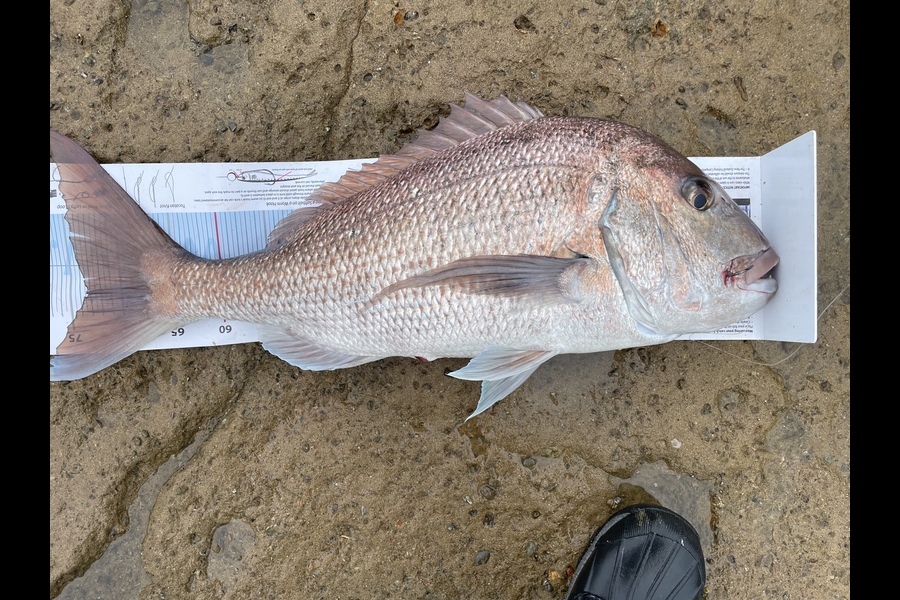 Ross McNaughton caught this 73.0cm Snapper at Auckland during The Export NZ Fishing Competition