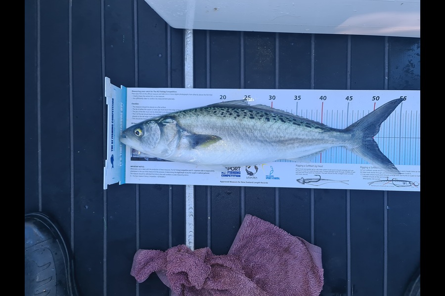 Scott Bassett caught this 49.5cm Kahawai at Wellington during The Export NZ Fishing Competition