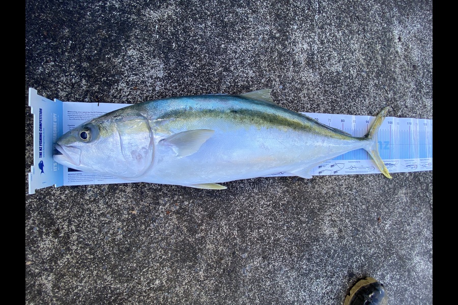 Kelly George caught this 94.5cm Kingfish at Taranaki during The Export NZ Fishing Competition