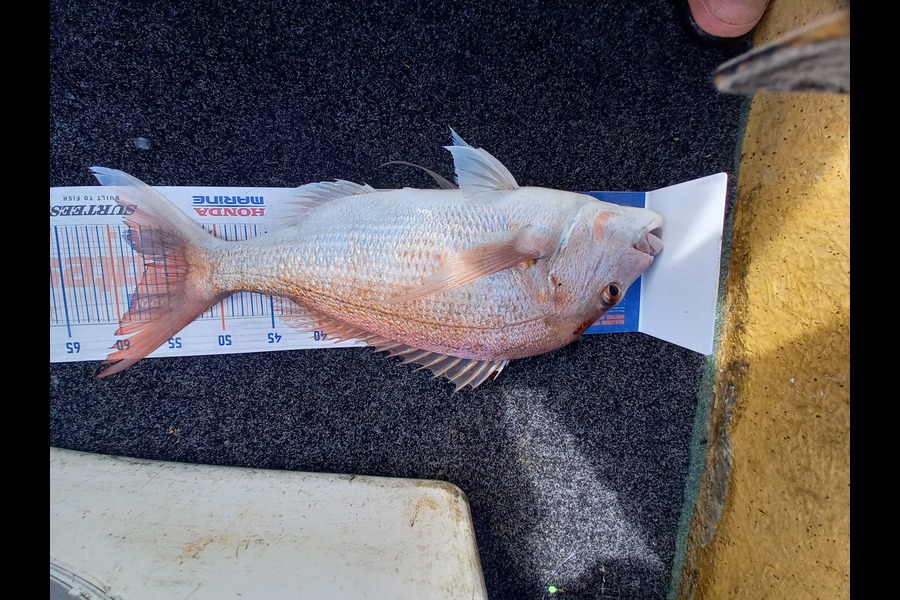 Sandra Dicker caught this 57.0cm Snapper at Auckland during The Export NZ Fishing Competition