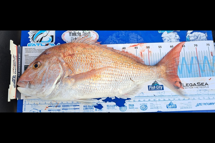 Gordon George caught this 60.5cm Snapper at Waikato during The Export NZ Fishing Competition