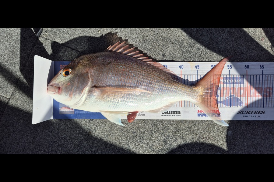 Simon Roberts caught this 50.5cm Snapper at Auckland during The Export NZ Fishing Competition