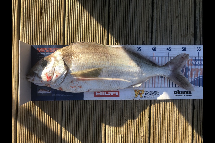 Andrew Froome caught this 49.0cm Tarakihi at Taranaki during The Export NZ Fishing Competition