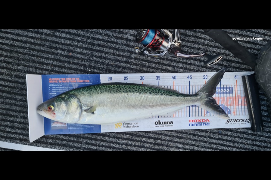 Carl McCoy caught this 52cm Kahawai at Wellington during The Export NZ Fishing Competition