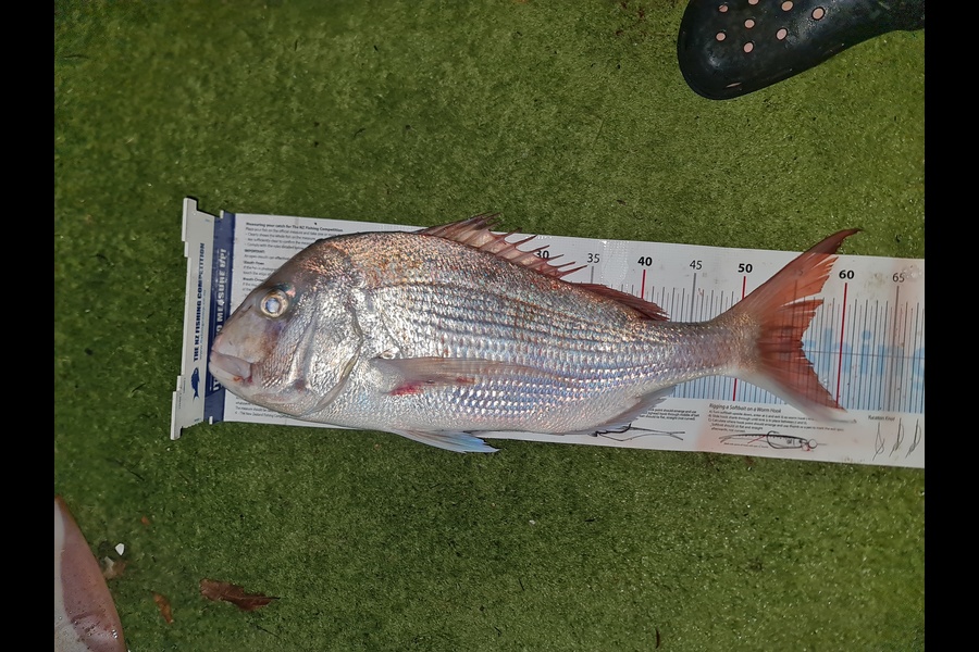 Hendrik Klopper caught this 56.0cm Snapper at Northland during The Export NZ Fishing Competition