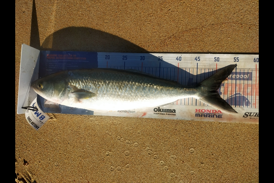 Len Clarke caught this 50.0cm Kahawai at Northland during The Export NZ Fishing Competition