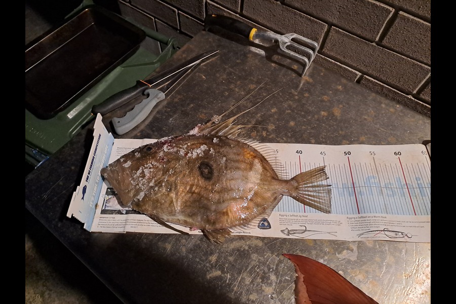 Adam Bowden  caught this 46.0cm John Dory at Northland during The Export NZ Fishing Competition