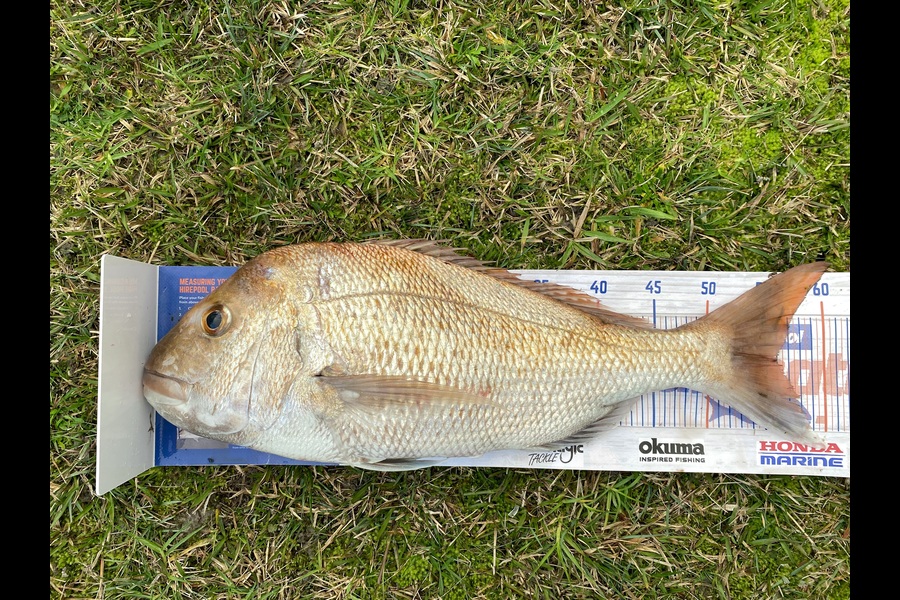 Benjamin  Crowle caught this 56.0cm Snapper at Auckland during The Export NZ Fishing Competition