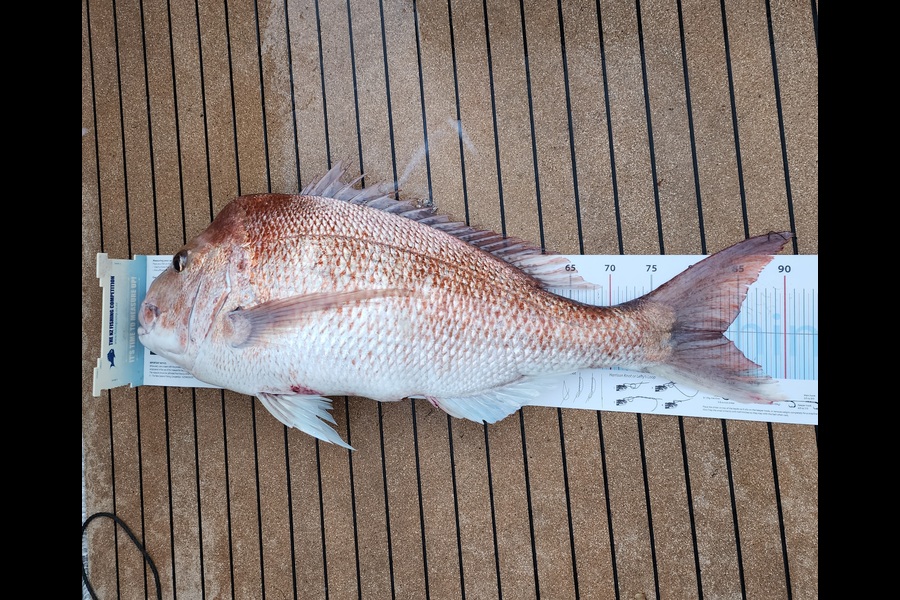 Jesse Crasborn caught this 83.0cm Snapper at Nelson/Marlborough during The Export NZ Fishing Competition