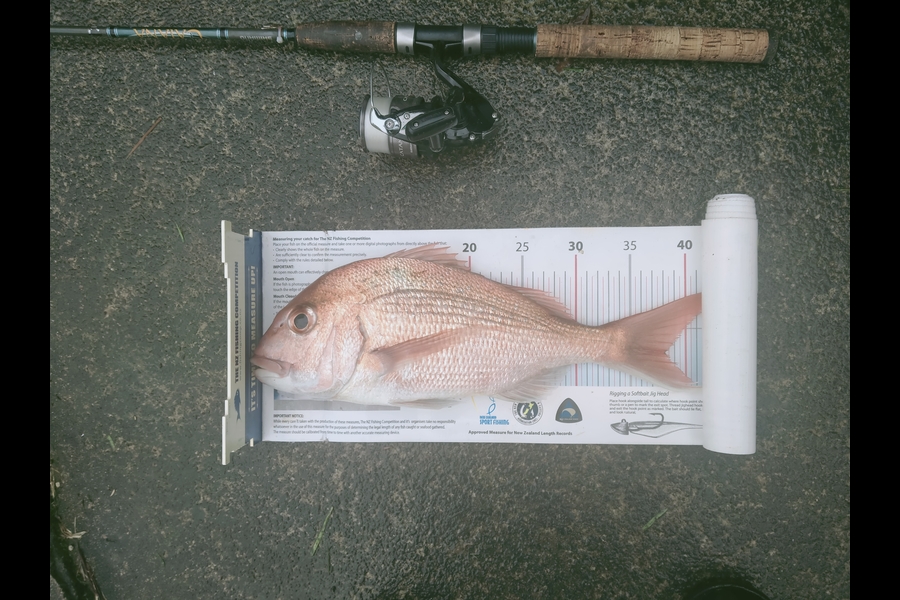 Alec  Saunders caught this 38.0cm Snapper at Auckland during The Export NZ Fishing Competition
