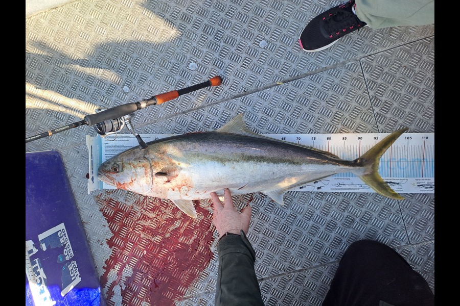 Tony Mcconaghey caught this 96.0cm Kingfish at Nelson/Marlborough during The Export NZ Fishing Competition