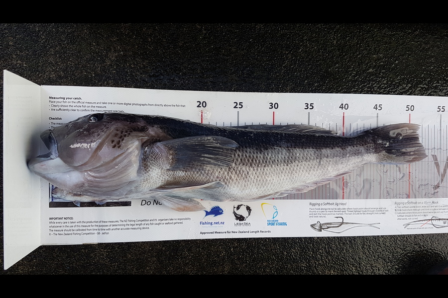 Chilton  Atherton  caught this 51.5cm Blue Cod at Taranaki during The Export NZ Fishing Competition
