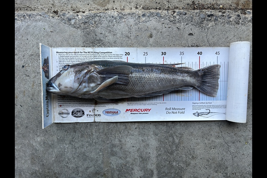 Johnny Huynen caught this 45.0cm Blue Cod at Nelson/Marlborough during The Export NZ Fishing Competition