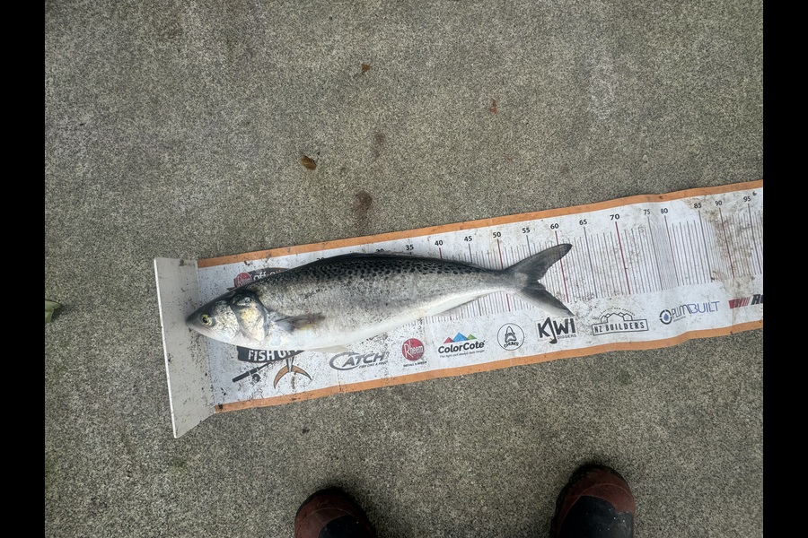 Mark  Bryan caught this 55.0cm Kahawai at Taranaki during The Export NZ Fishing Competition